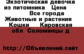 Экзотическая девочка из питомника › Цена ­ 25 000 - Все города Животные и растения » Кошки   . Кировская обл.,Соломинцы д.